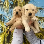 Irk Ve Sağlik Garanti̇li̇