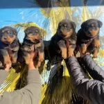 Irk ve Sağlık Garantili Rotweiler Yavrular