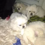 Irk Ve Saglık Garantili Pekinez