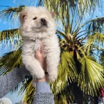 Irk Ve Saglik Garantili Chow Yavrular