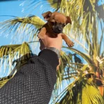 Tea Cup Sivava Yavrular