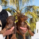 Irk Ve Saglik Garantili Doberman