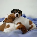 Irk Ve Sağlik Garanti̇li̇ Jack Russel