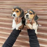 Irk Ve Sağlik Garanti̇li̇ Beagle