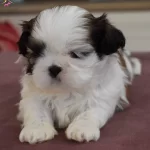 Irk Ve Saglik Garantili Shihtzu