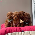 Toy Poodle Red Brown Safkan Belgeli Egitimli Yavrularımız