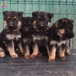 Safkan Alman Kurtları