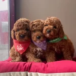 Toy Poodle Red Brown Asili Egitimli Belgeli Yavrularımız