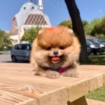 Pomeranian Boo Ayı Surat Yavrularımız