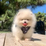 Pomeranian Boo Teddy Bear Ayı Surat Yavrularımız