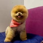 Pomeranian Boo Teddy Bear Ayı Surat Yetiskinler