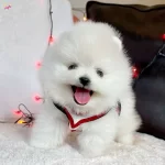 Pomeranian Boo Teddy Bear Ayiciklar