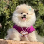 Pomeranian Boo Ayicik Surat Yavrularımız