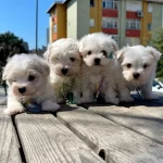 Maltese Terrier Mini Yavrularımız Safkan