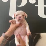 Kepce Kulak Fransız Yavrular