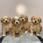 Maltiooo F2 Safkan Anne Babaların Yavruları