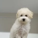 Maltipo Cinsi Sıfır Numara