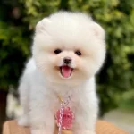 Pomeranian Boo Ayı Surat Safkan Belgeli Yavrularımız