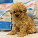 Maltipo Cinsi Sıfır Numara