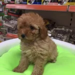 Malti̇po Ci̇nsi̇ Harika Yavrularımız