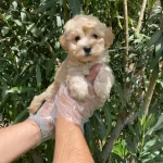 Bol Tuylu Maltipoo Yavrular