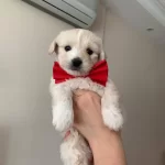 Maltipo Cinsi Sıfır Numara