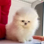 Pomeranian Boo Ayı Surat Show Kalite Yavrularımız