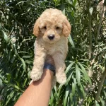 En Masum Ve Sevimli Maltipoo Bebekler