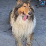 Rough Collie Lassie Irk Ve Saglık Garantili Yavrularımız