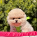 Teddy Bear Pomeranian Boo