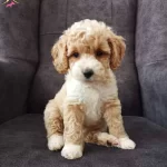 Malti̇po Ci̇nsi̇ Numara