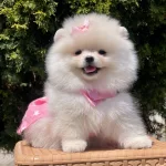 Pomeranian Boo Mini Bebek Surat Yavrularımız