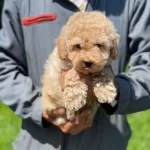 Toy Poodel Yavrularımız