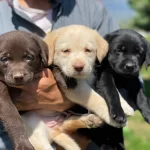 Kahve Ve Beyaz Labrador Yavrularımız