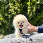 Pomeranian Boo Ayı Surat Gulen Surat Yavrularımız