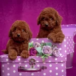 Toy Poodle Red Dark Red Black Apricot Her Renk Yavrularımız
