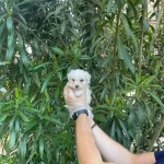 Gerek Tea Cup Zel Maltese Terrer Yavrularımiz