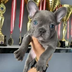 A Kalite French Bulldog Blue Yavrularımız