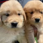 Bebek Yüzlü Golden Bebekler