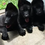 Scrli Muhtesem Yavrularımız