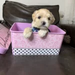 Malti̇po Ci̇nsi̇ Bebeklerimiz