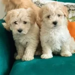 Maltipo Cinsi Yavrumuz