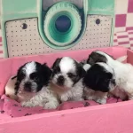 Irk Ve Saglık Garantili Shih Tzu Yavrularımız