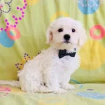 Maltesse Terrier Sıfır Numara