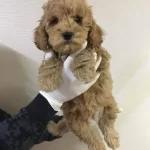 Maltipo Cinsi Numara