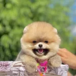 Teddy Bear Pomeranian Boo