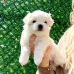 Sıfır Numara Maltesse Terrier