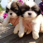 Muhtesem Shih Tzu Yavrularım