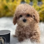 Sevimli Oyuncu Maltipoo Lar