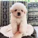 Nadir Görülen Güzellikte Maltese Terrier
